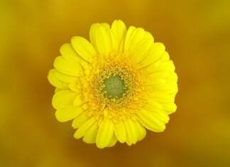 Flower In Bloom
