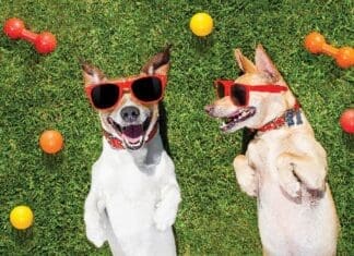 Two Funny Playing Dogs