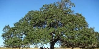 Live Oak 1 After