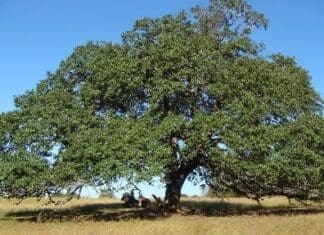 Live Oak 1 After