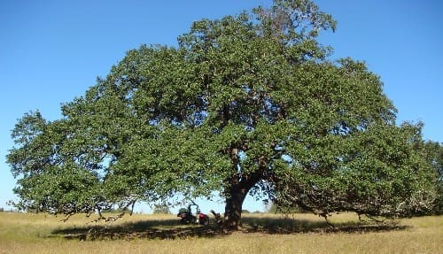Live Oak 1 After