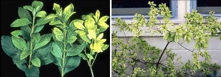 Azalea Iron Ufifas Plant Nutrient Deficiency Database