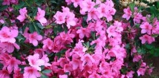 Formosa Azalea J Mcconnell Ufifas