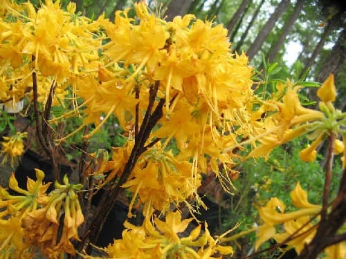 Lisa S Gold Native Azalea Blooms J Mcconnell Ufifas