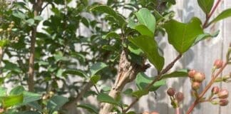 Crapemyrtle.inflower