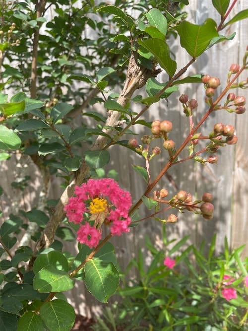Crapemyrtle.inflower