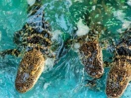 Fudpuckers Gators