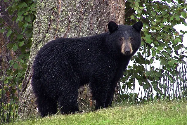 The Bear Necessities Of Conservation