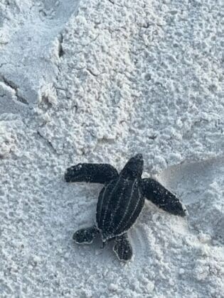 Leatherback Hatchling From Srb 092023