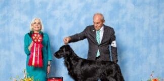 Ruger Wins 2nd Place In The Sporting Group In Lakeland, Fl, Feb 16, 2024