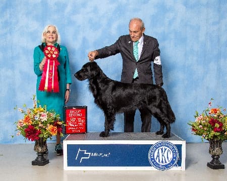 Ruger Wins 2nd Place In The Sporting Group In Lakeland, Fl, Feb 16, 2024