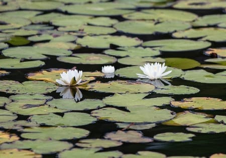 Watercolor Kayak Lillypad