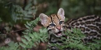 Lassoing Wildcats
