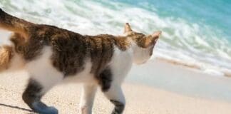 30a Cats 2