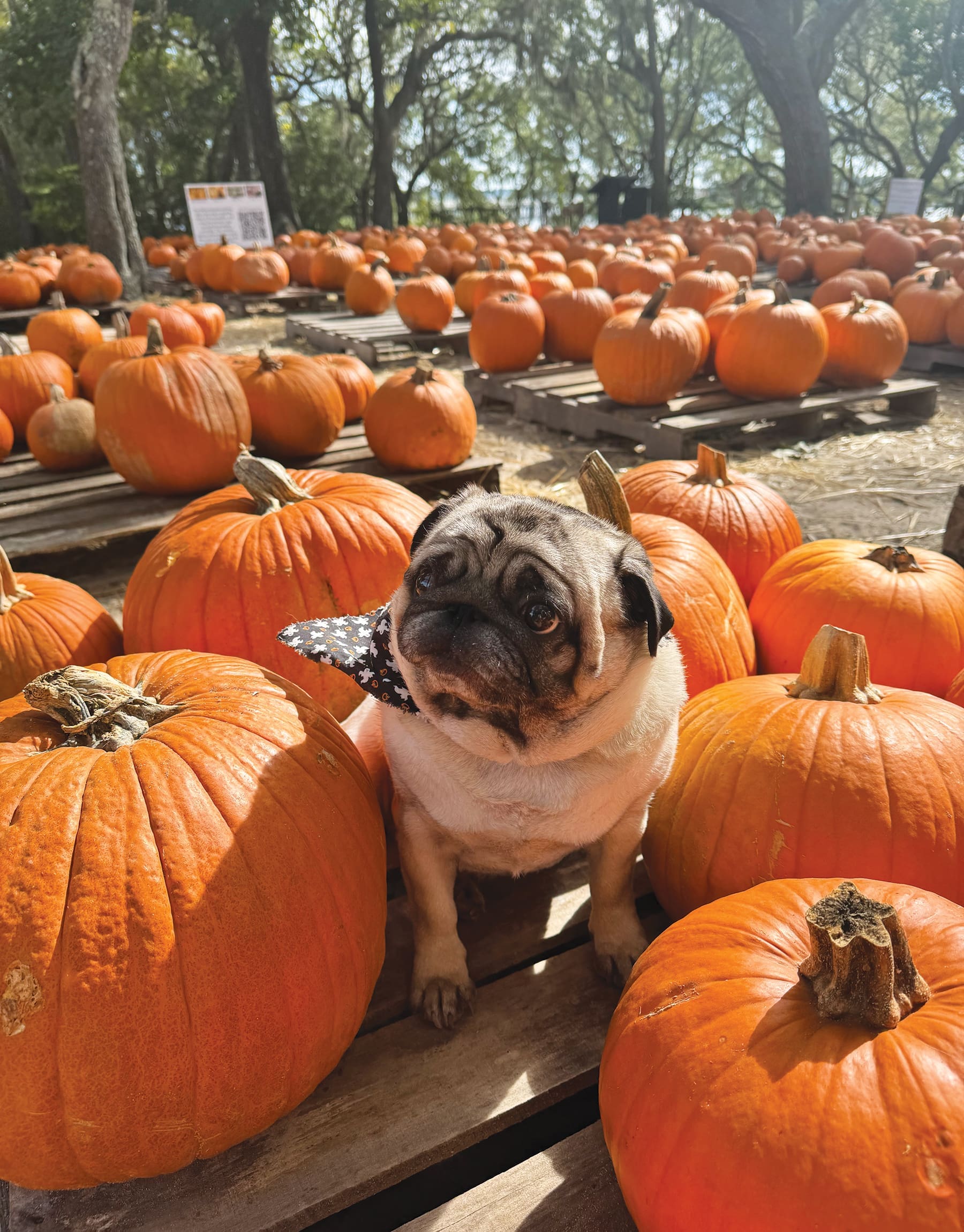 Camp Helen Pumpkin Patch With Pup