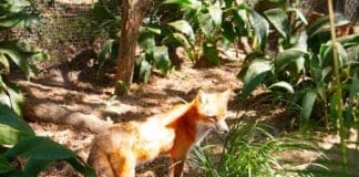 Fox 1
