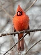 Photo Northern Cardinal