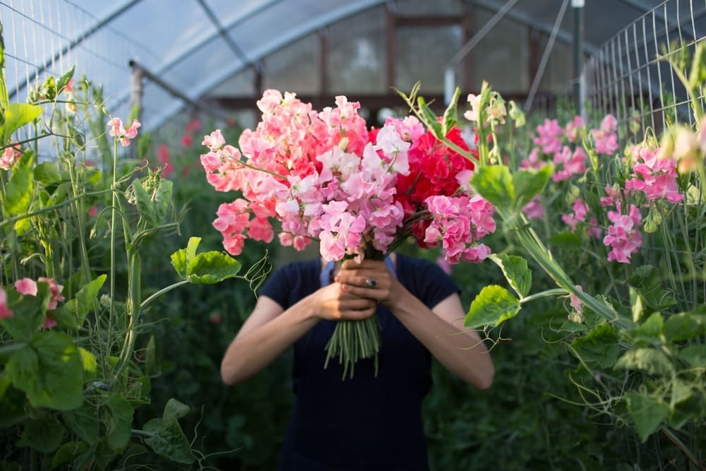 Sweetpeas 14