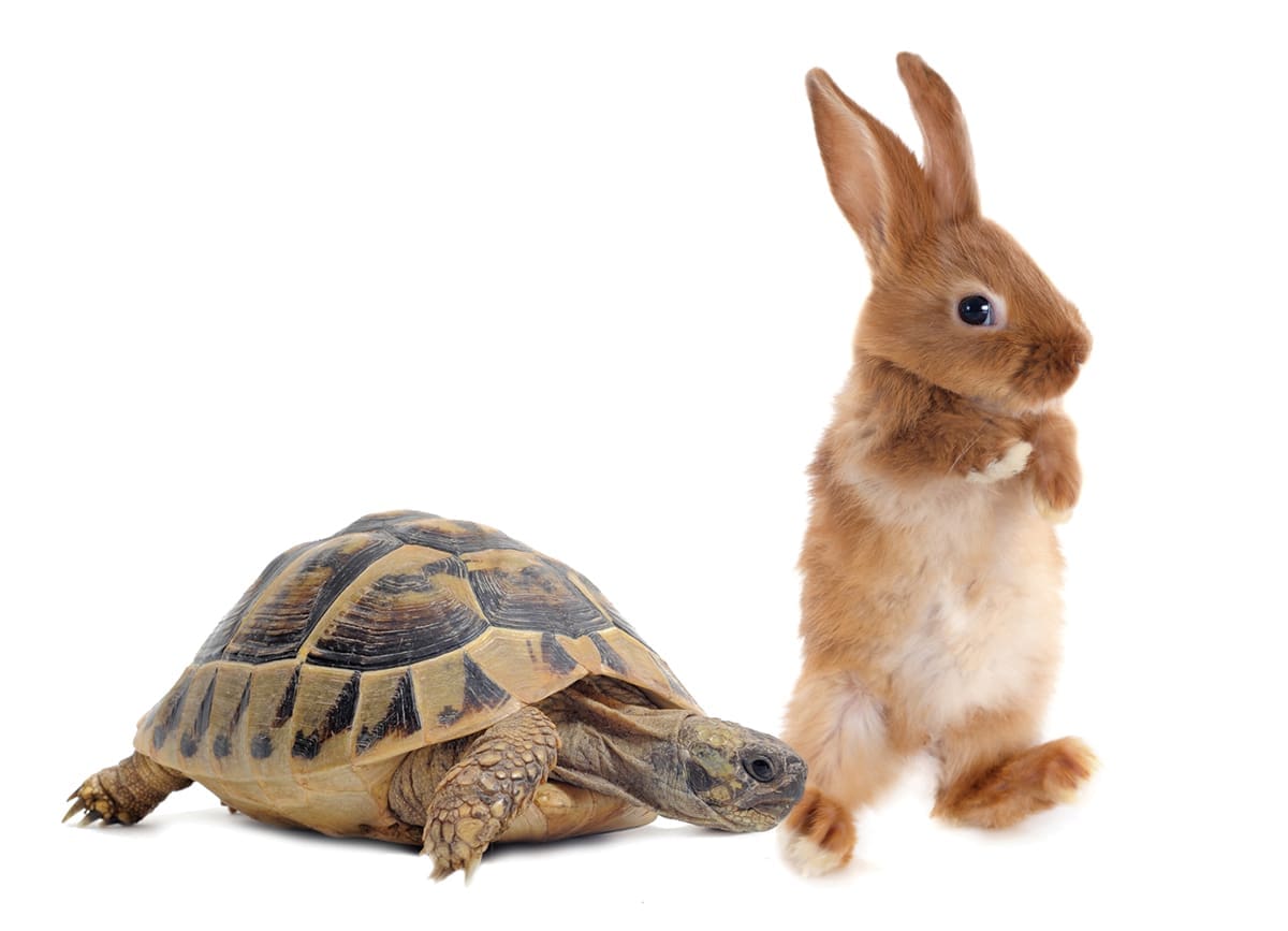 Tortoise And Rabbit
