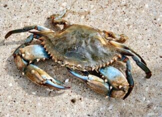 Animals On The Beach In Walton County - Crab