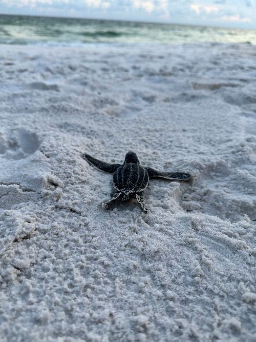 Baby Turtle