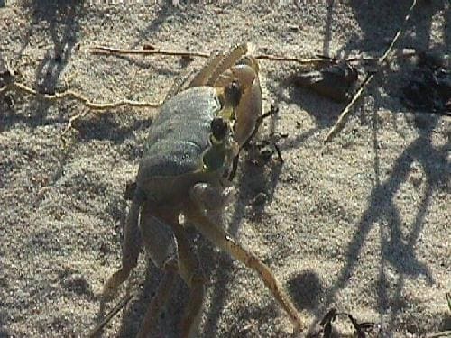Animals 4