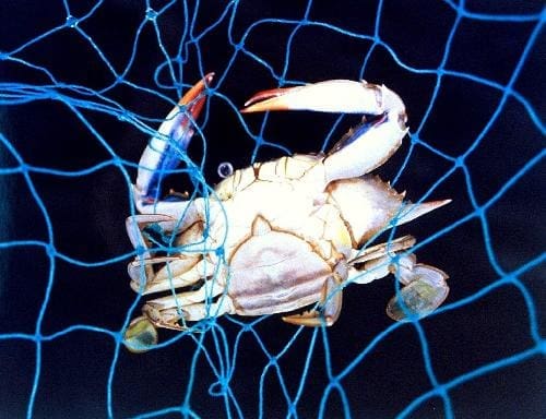 Animals 5