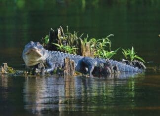 Alligator
