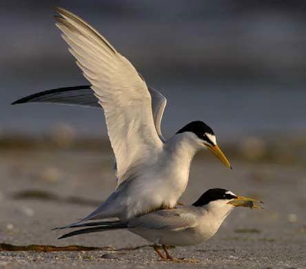 Birds 3