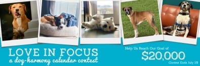 Love In Focus