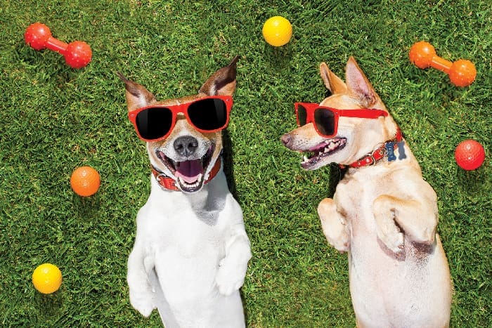 Two Funny Playing Dogs