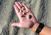 Seashells Ft