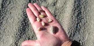 Seashells Ft