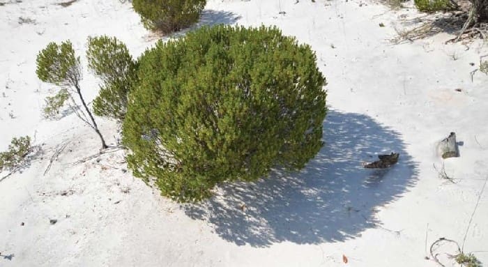 Coasal Dune Plants Rosemary Credit Gabriel Campbell Uf Ifas