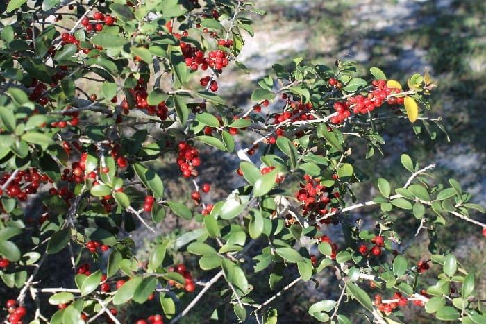 Coastal Dine Plants Yaupon Holly Berries Us Natl Park Credit