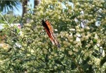 Green Thumb Garden Club Receives Grant to Support Eden Park Butterfly Garden Restoration Gtgc Photo Butterflies Nov 2025