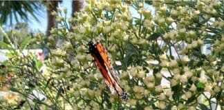 Green Thumb Garden Club Receives Grant to Support Eden Park Butterfly Garden Restoration Gtgc Photo Butterflies Nov 2025