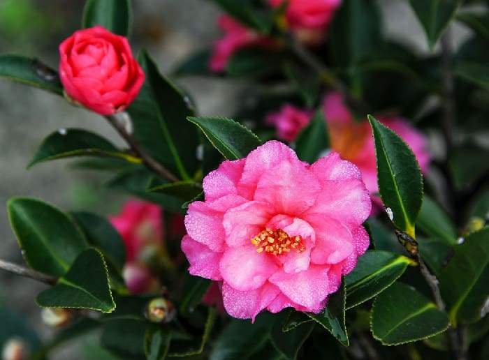 Dsc 8609 Camila Web Copy