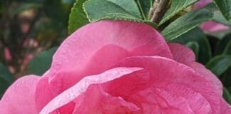 Camellia 2