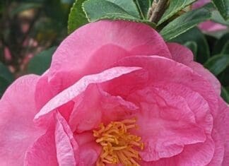 A Blooming Music Community Camellia 2