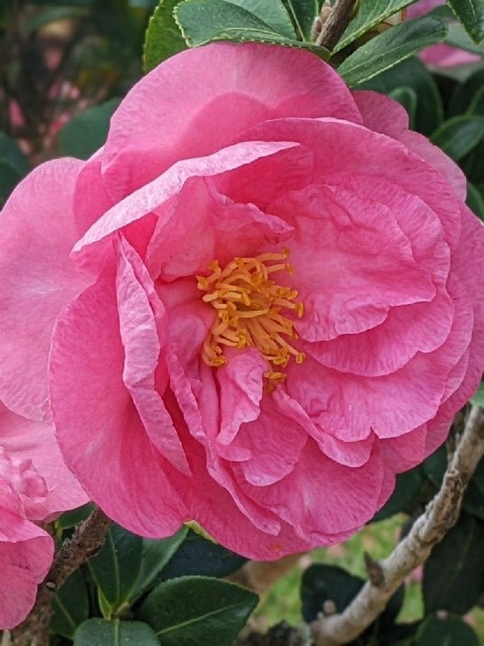 Camellia 2
