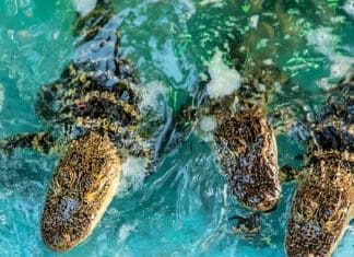 Gators + Food + Booze = Fun at Fudpucker’s GatorFest 2026 Fudpuckers Gators