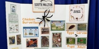 Chicken Surveillance Display At 4h Safety Day Walton County Fairgrounds