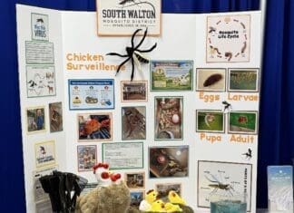 Chicken Surveillance Display At 4h Safety Day Walton County Fairgrounds