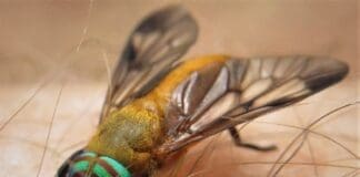 Yellow Fly (1)