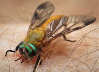 Yellow Fly (1)