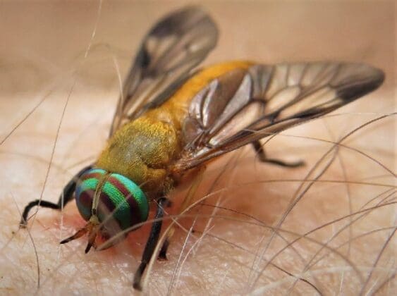 Yellow Fly (1)