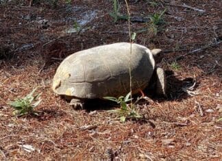 Flora and fauna of the Historic Gulf Cemetery Image1