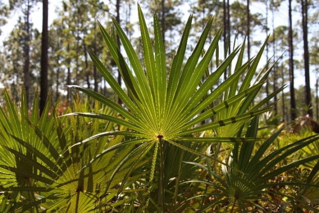 Palmetto Or Sabal Minor Grouping In Natural Setting In Florida Park