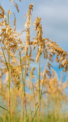 Sea Oats